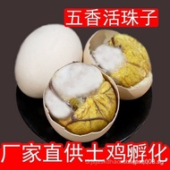 Spiced Spicy Balut Eggs13Day Embryonated Egg Egg Half Red Eggs Tempered Egg Non-Egg Wholesale⭐⭐