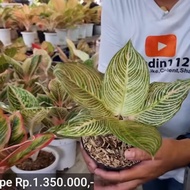 aglaonema golden hope