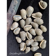 Marginella Strigata snail shell - Natural snail shell - Collectible snail shell - Decorative snail s