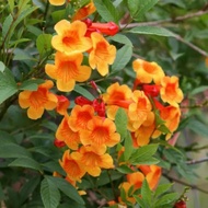 Tecoma Stans (real plant)
