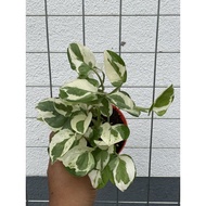 Pothos Njoy indoor plant