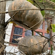 10 Seeds Squash Seeds pumpkin seeds Squash Seeds