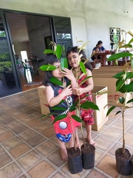 ทุเรียนก้านยาวสั่งขั้นต่ำ2ต้น