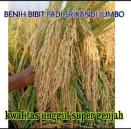 BENIH BIBIT PADI SRIKANDI JUMBO KWALITAS UNGGUL SUPER GENJAH