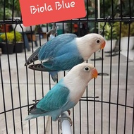 burung love bird biola blue