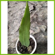 ๑ ⚠ ◝ queen of the night cactus plant