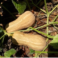 CP Pumpkin Seeds (honey pumpkin) company products