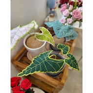 手工綠天鵝海芋 (Alocasia Frydek) 알로카시아