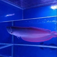 ikan arwana silver red punggung merah super size 30 / 35 cm