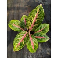 Aglaonema Big Papa  – A Majestic Statement Plant