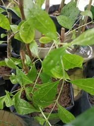 POKOK INAI DAUN INAI KAMPUNG DENGAN DAHAN KAYU