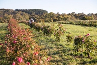 Jurlique Farm Tour And Hills Gourmet Picnic in Hahndorf