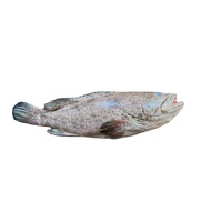 Sabah Grouper (whole fish) 石斑鱼