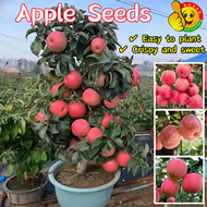 ปลูกง่าย ปลูกได้ทั่วไทย เมล็ดพันธุ์ แอปเปิ้ล (50เมล็ด/ซอง) Dwarf Apple Tree Seeds Fruit Seeds for Pl