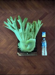 女王鹿角蕨