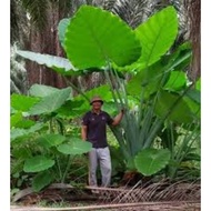 Keladi telinga Gajah (Anak Pokok sahaja)