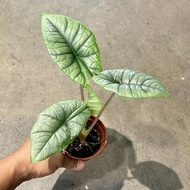 Tanaman hias Alocasia Bisma / keladi bisma SehatKita