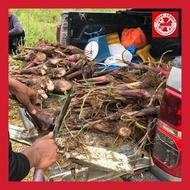 Benih Anak Pokok Pisang Banana Seed Plant Nangka, Berangan, Tanduk, Lemak Manis, Raja Udang, Kapal, 