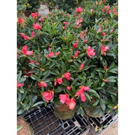 Camelia Azalea Single Petal real live plant real live plant free fertiliser 0.5kg free organic soil 