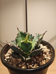 黑帝斯 龍舌蘭 植物 嚴龍 Agave Plant 塊根 多肉