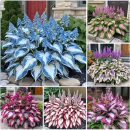 300+ Hosta Seeds Heart-Shaped Hosta Bare Root - luxury leaves，heart shaped leaves，Outdoor Garden Att