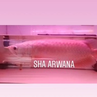 pino arwana green arwana pino