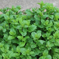 Bibit daun min Terlaris bibit daun mint bibit mint paper mint merambat