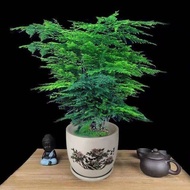 Green plants Home Decoration Artificial plant seed Roti Asparagus hidup dengan baik untuk menumbuhkan pohon kekayaan kal