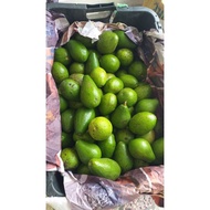 avocado from Indonesia