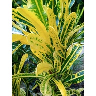 [LIVE PLANT] Anak Pokok Puding Croton Hijau Kuning