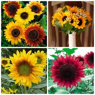 Mixed color sunflower seeds 30 seeds