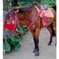 Horse Blinders / Blinkers with Balinganga Quality Horse Accessories