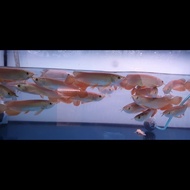 Terlaris ikan arwana Golden Red