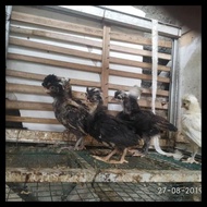 TERMURAH AYAM JAMBUL AYAM POLAND ANAKAN TOP QUALITY
