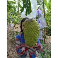 5pcs Vietnam soursop seeds 5biji benih durian belanda 越南红毛榴莲种子 (5粒)