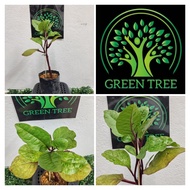 Red Malabar Spinach / Tembayong / Vine Spinach / Saan Choy