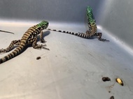 LILIS Reptil - Baby tegu chacho / baby tegu / reptil tegu