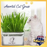 MURAH MART Cat Grass Seed Set Biji Benih Rumput Kucing Healthy Cat Hood Hairball Solution