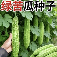 Green Ruyi Bitter Gourd Seeds Heat-Resistant Dry-Resistant Early Ripe Bitter Gourd Meat Four Seasons