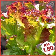 L63 Lettuce Seeds (300+/-) Biji Benih Salad / Purple Leaf Lettuce Seeds 紫叶生菜生菜种子 / Benih sayur / Vegetable seeds / 蔬菜种子 / 种子 [L63]
