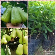 Bibit Pohon Jambu Air Madu Delhi Hijau – Varietas Premium, Rasa Super Manis & Segar
