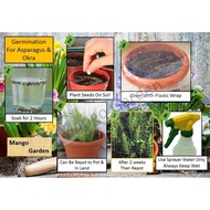 *Pot Friendly* Asparagus Seeds - 50 seed Tanam Pasu 芦笋种子 - Mango Garden Seeds