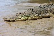 Jumping Crocs and Nature Explorer Half Day Tour from Darwin