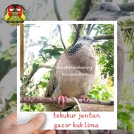 burung tekukur jantan dewasa gacor kuk 5 special mewah