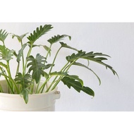 Philodendron Xanadu Hybrid Thai Variety