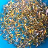 Bibit ikan koi ukuran 6-8 cm Jenis kujaku