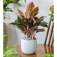 Biji Benih Rare Siam Aurora Aglaonema - 3 Seed