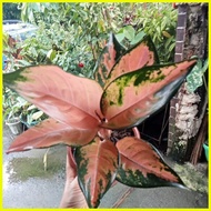 ✅ ✸ ▥ New Collection Garden Decor New Aglaonema Varieties Actual Photos