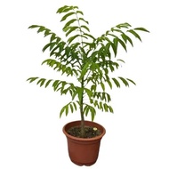 Spondias dulcis, Balonglong, Kedondong, Great Hog Plum, Golden Apple (0.8 to 1m height), Buah Long L