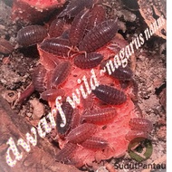 10 Dwarf Isopods ~nagurus nanus